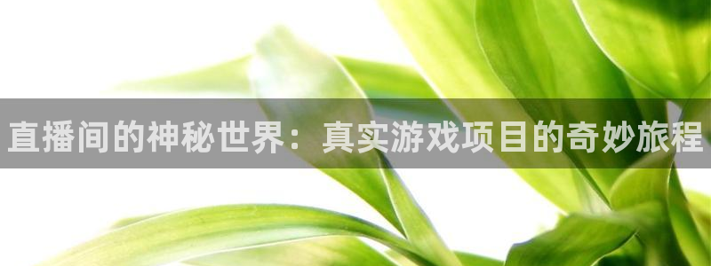 辉达娱乐注册开户：直播间的神秘世界：真实游戏项目的奇妙旅程